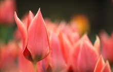 Delicate pink tulips wallpaper - Tulips