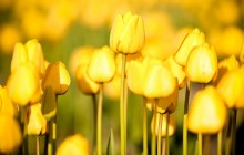 Bright yellow tulips wallpaper - Tulips