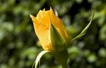 Yellow rose bud wallpaper