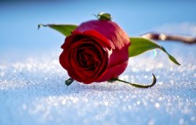 Rose on the snow wallpaper