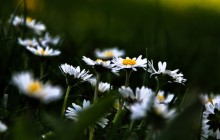 Daisies picture