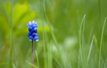 Muscari flower in the grass - Other