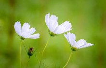 White cosmos flowers wallpaper - Other