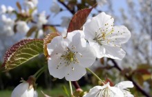 White cherry blossom - Other